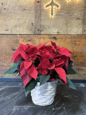 Poinsettia