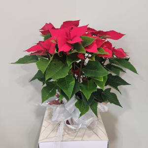 Poinsettia Flower Bouquet