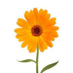 Saka Best Florist Live