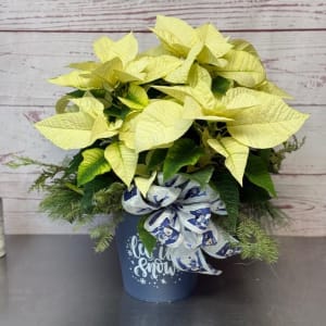 Large Holiday Dressed Poinsettia Plant Flower Arrangement Large Holiday Dressed Poinsettia Plant Flower Bouquet