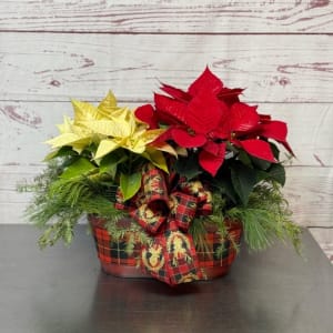 Holiday Dressed Double Poinsettia Plant Flower Arrangement Holiday Dressed Double Poinsettia Plant Flower Bouquet