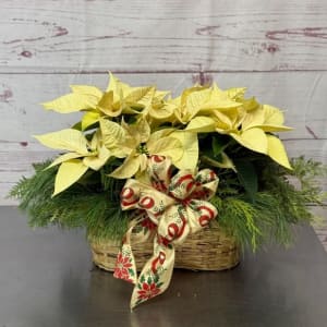 Holiday Dressed Double Poinsettia Plant Flower Bouquet