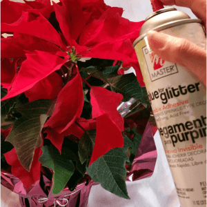 Poinsettia Plant Flower Bouquet