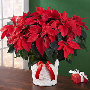 Poinsettia Plant Flower Bouquet