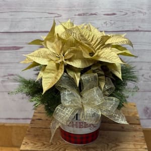 Color-Treated Poinsettia Plant Flower Bouquet