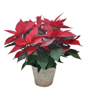 8" Red Poinsettia Flower Bouquet