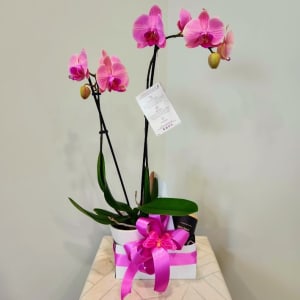 Orchid Gift Arrangement Flower Bouquet