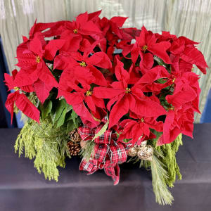 Holiday Poinsettia