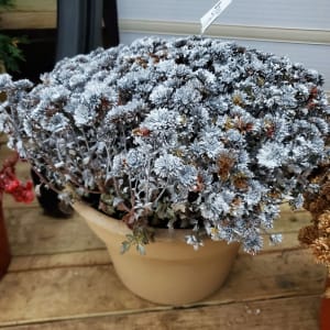 Painted Mums Flower Bouquet