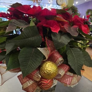 8 Inch Poinsettia Flower Bouquet