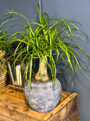 Yucca Collection Flower Arrangement Yucca Collection Flower Bouquet