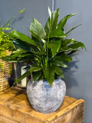 Yucca Collection Flower Arrangement Yucca Collection Flower Bouquet