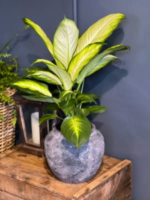 Yucca Collection Flower Arrangement Yucca Collection Flower Bouquet