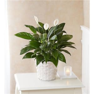 Peace Lily Plant