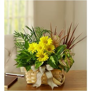 Dish Garden With Fresh Cut Flowers