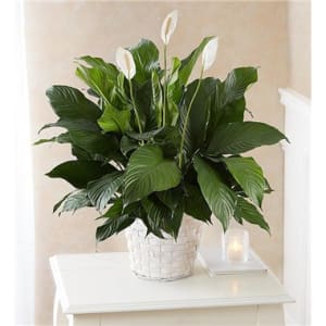 Peace Lily Plant