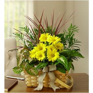 Dish Garden With Fresh Cut Flowers