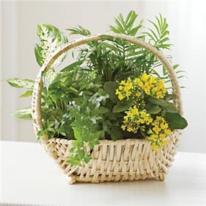 European Dish Garden