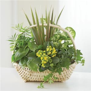 European Dish Garden