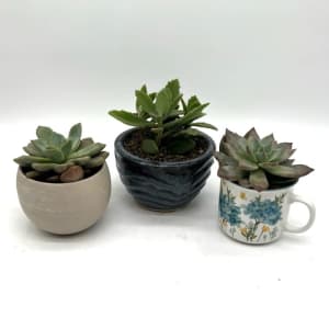 DIY Succulent Class Afternoon 1pm Session Flower Bouquet