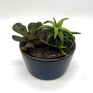 DIY Succulent Class Afternoon 1pm Session Flower Bouquet