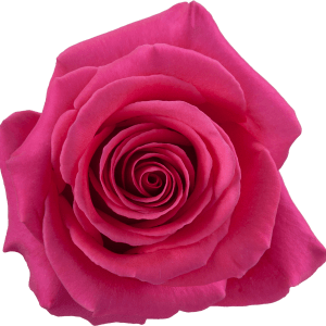 DOZEN ROSES Flower Arrangement DOZEN ROSES Flower Bouquet