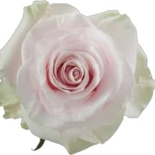 DOZEN ROSES Flower Arrangement DOZEN ROSES Flower Bouquet