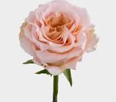 DOZEN ROSES Flower Arrangement DOZEN ROSES Flower Bouquet