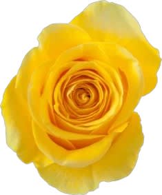 DOZEN ROSES Flower Arrangement DOZEN ROSES Flower Bouquet