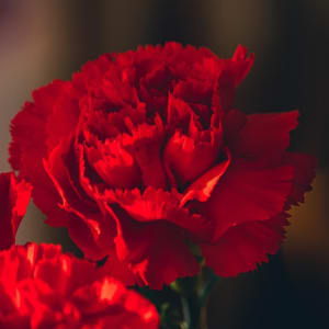 18 Red Carnations Arranged (one-and-a-half dozen) Flower Bouquet
