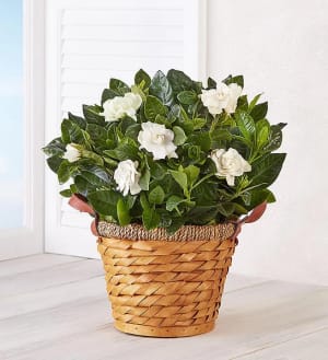 Gardenia Plant in Basket Flower Bouquet