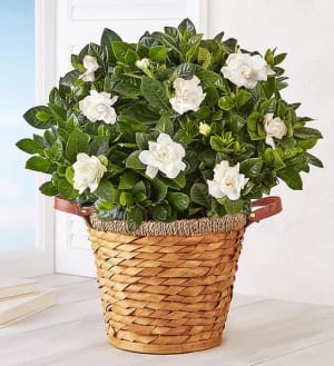 Gardenia Plant in Basket Flower Bouquet
