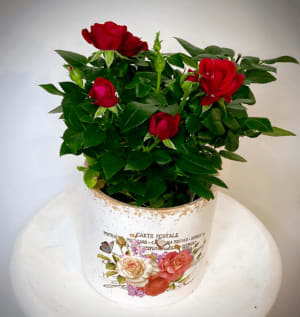 Rose Plant in Ceramic Flowerpot Flower Bouquet