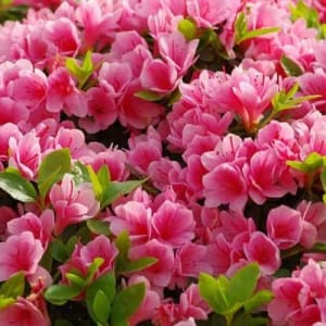 Azalea Plant Flower Bouquet