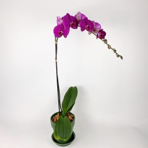 PURPLE Flower Arrangement PURPLE Flower Bouquet