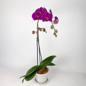 PURPLE Flower Arrangement PURPLE Flower Bouquet