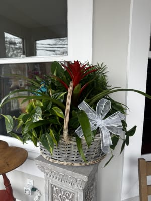 Plants - EB12