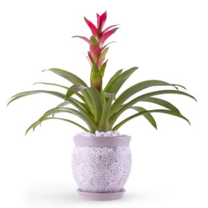 Bromeliad Flower Bouquet