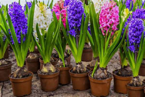 Hyacinth Plant Flower Bouquet
