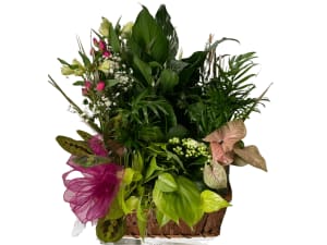Assorted Plant Basket Flower Arrangement Assorted Plant Basket Flower Bouquet