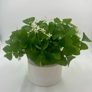Shamrock-Oxalis Flower Bouquet
