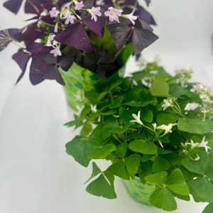 Shamrock-Oxalis Flower Bouquet