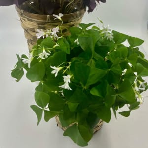 Shamrock-Oxalis Flower Bouquet