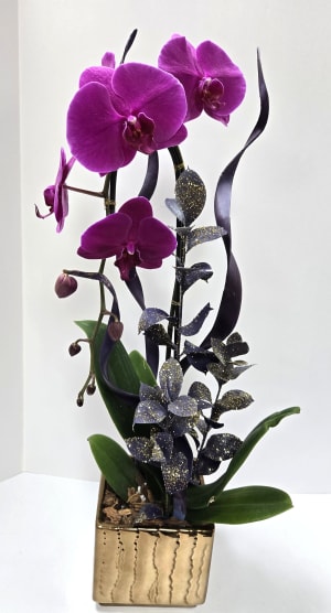 Orchid Plants $100 Flower Bouquet