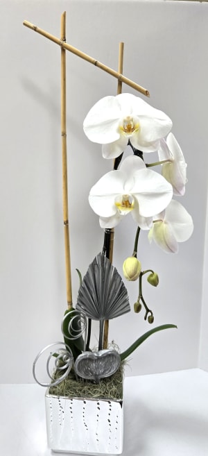 Orchid Plants $100 Flower Bouquet