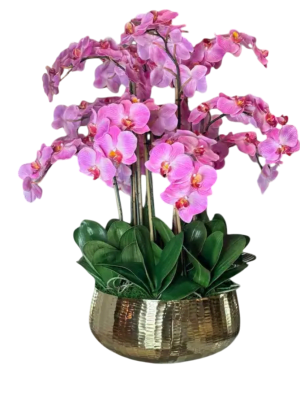 Orchid Plant Flower Bouquet