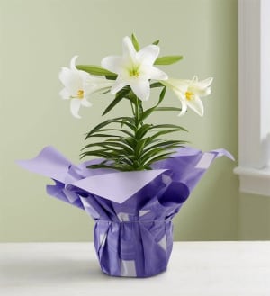 Easter Sentiments™ Lily Plant Flower Bouquet