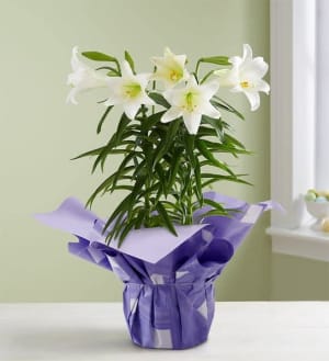 Easter Sentiments™ Lily Plant Flower Bouquet