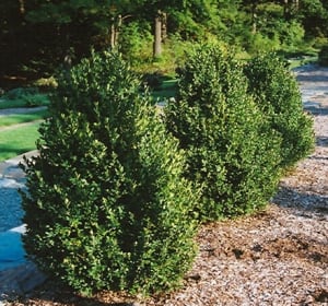 Boxwood, Green Mountain Flower Bouquet