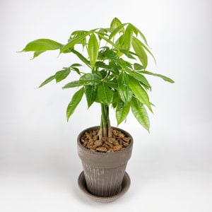 Money Tree Flower Bouquet